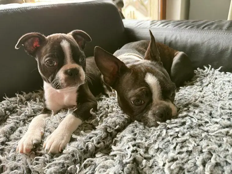 Boston terrier welpen