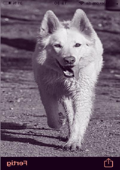 Weisse Schäferhündin abzugeben