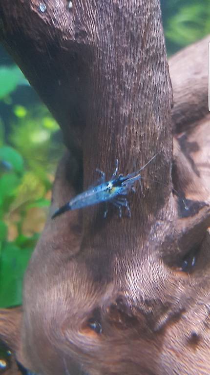 Zwerggarnelen Carbon Rili