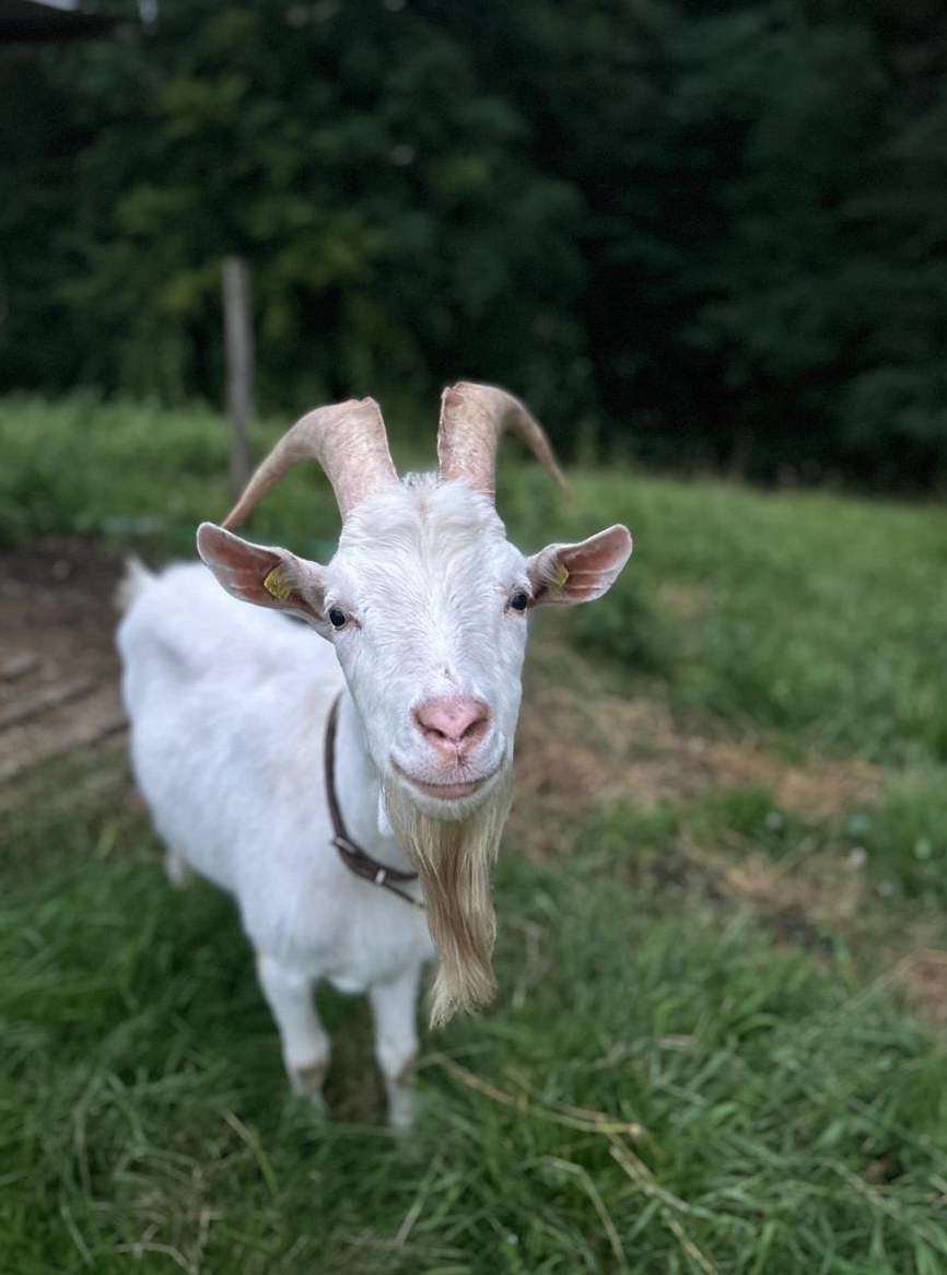 2-jähriger Ziegenbock Saanenziege x Capra Grischa