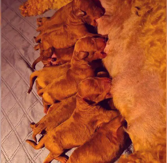 Goldendoodle F1b medium/mini in Red