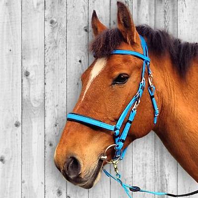 Wander-/Distanzreitzaum MARATHON in Cyan | mit Zügel
