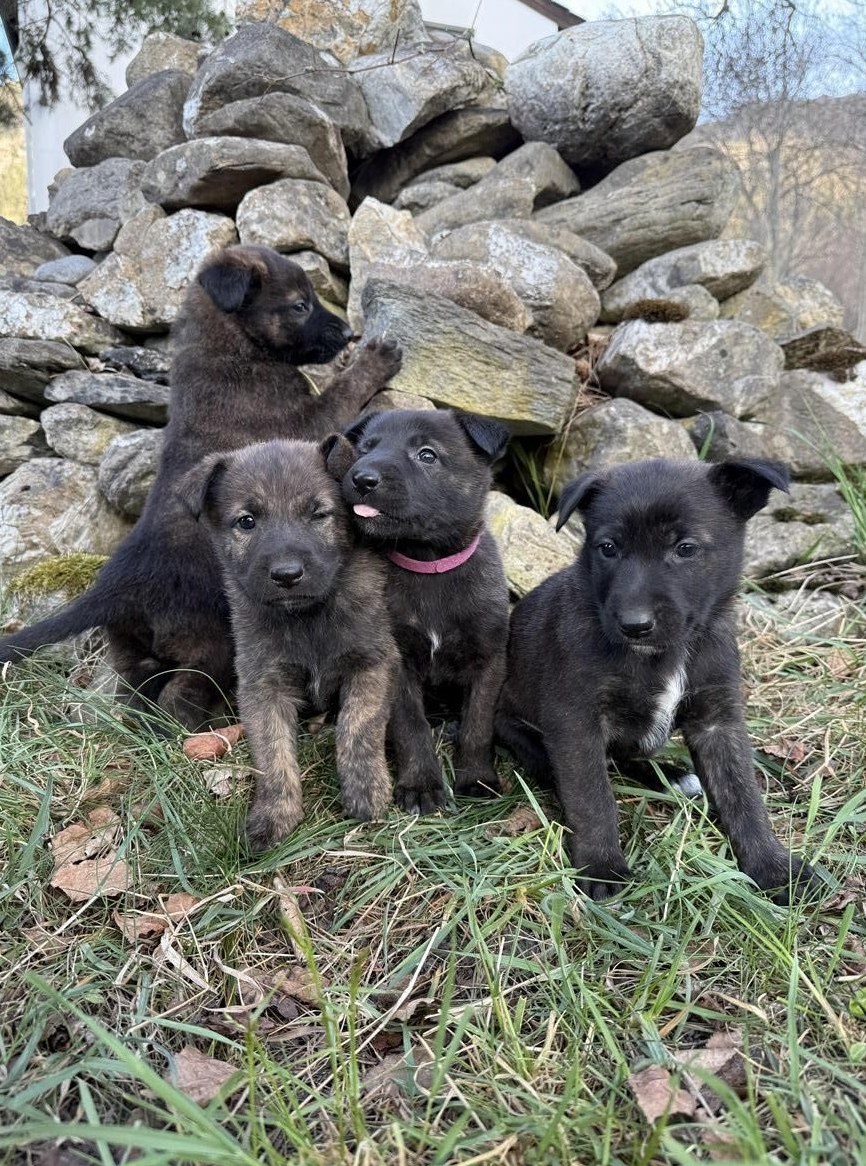 Holländische Schäferhund Welpen zu verkaufen