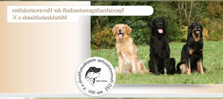 Hovawartwelpen aus der SZG