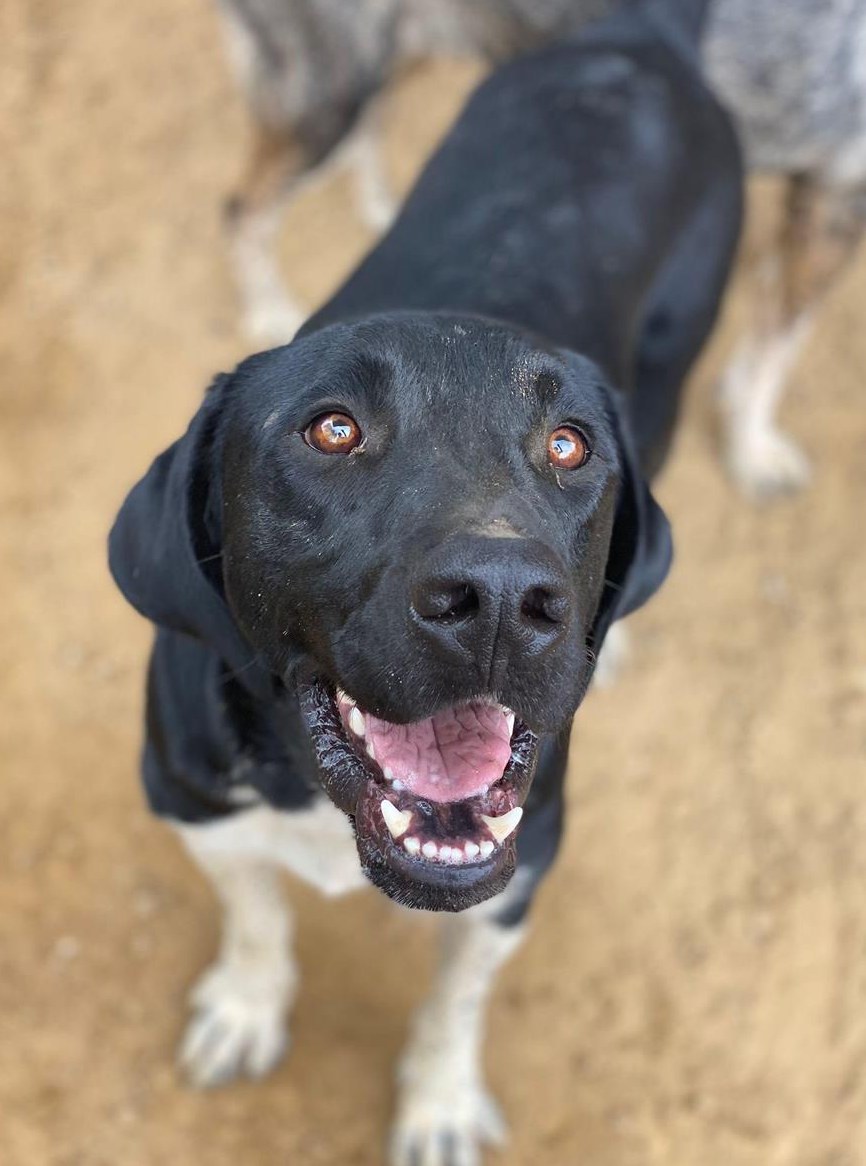 Labrador Mischling Flynn - Ich möchte endlich ankommen