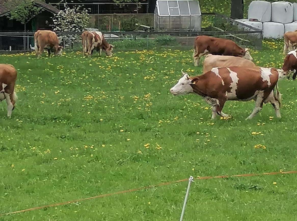 Simmentaler Kühe zu verkaufen