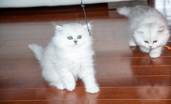 Wunderschöne Chinchilla-Perserkätzchen