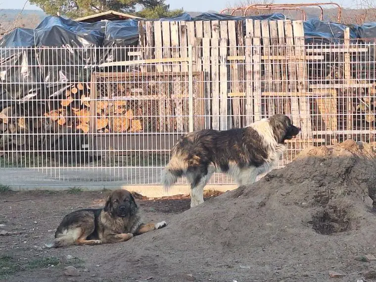 Kaukasische Schäferhund Welpen