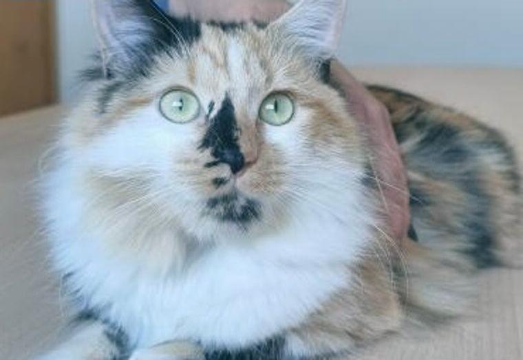 Nofretete - langhaarige Schönheit