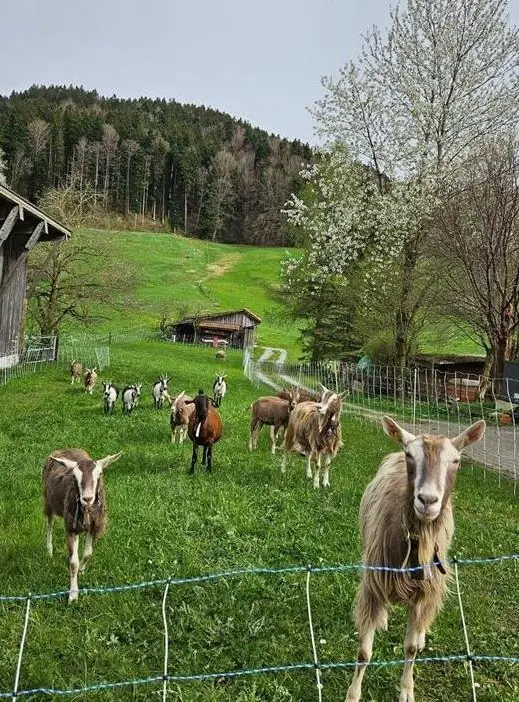 Ganzer Ziegen Bestand zu verkaufen