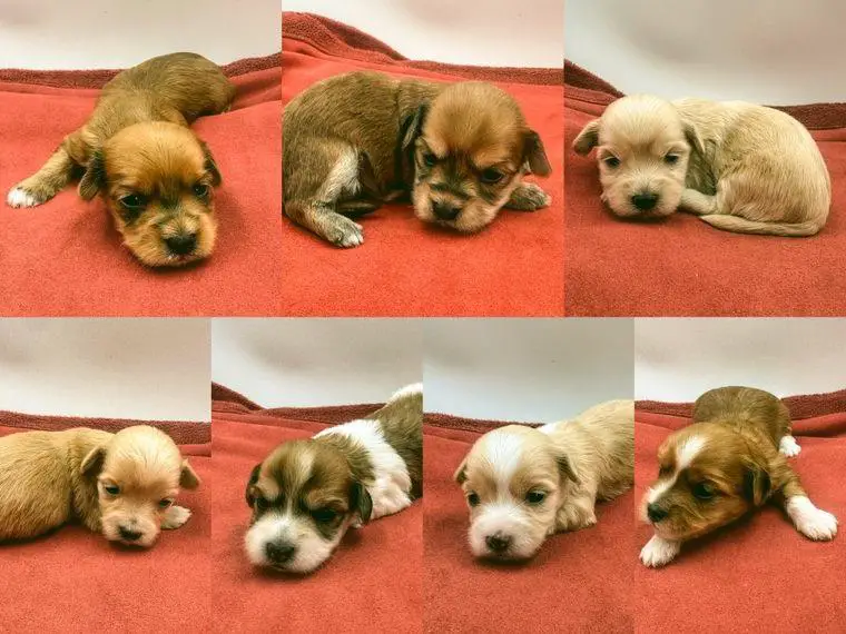 Süsse Havaneserwelpen mit Ahnentafel suchen ihr neues Zuhause fürs Leben