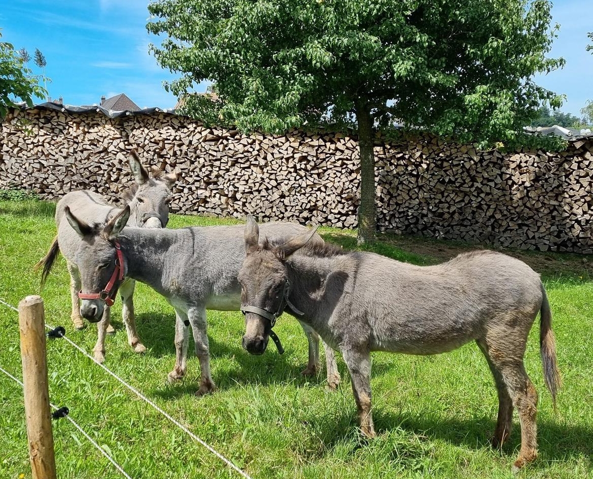 Zwergesel Gruppe sucht ein neues Zuhause