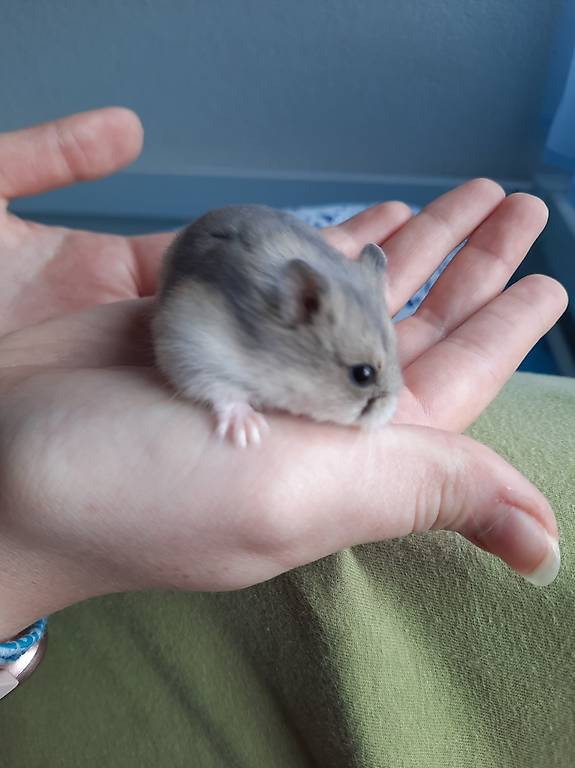 Campbell Zwerghamsterweibchen in Moutier / hamster nain