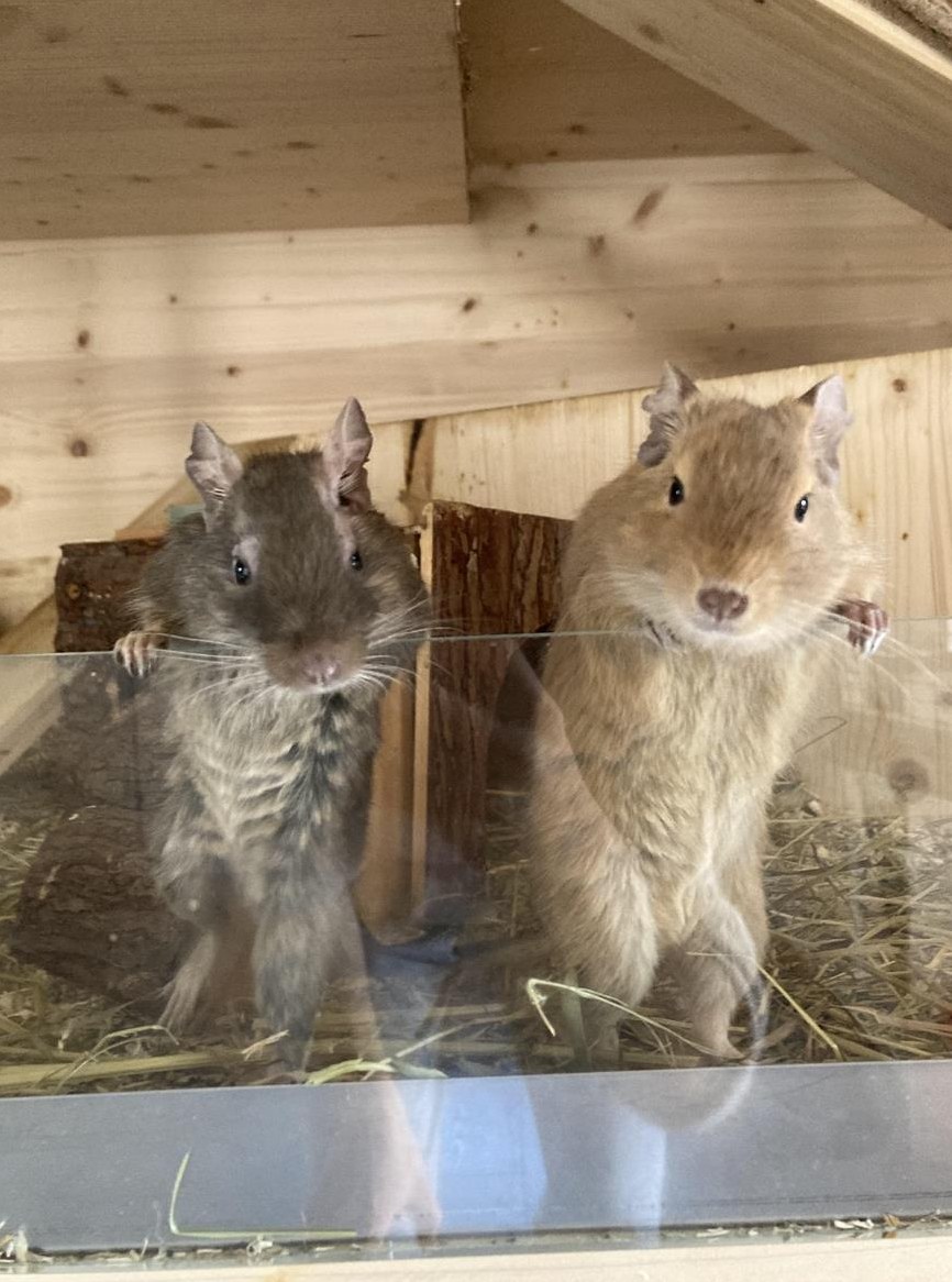 2 Degus Joshi & Bluey suchen ein neues Zuhause