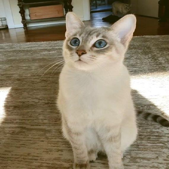 Lieber Thaikater mit Stammbaum