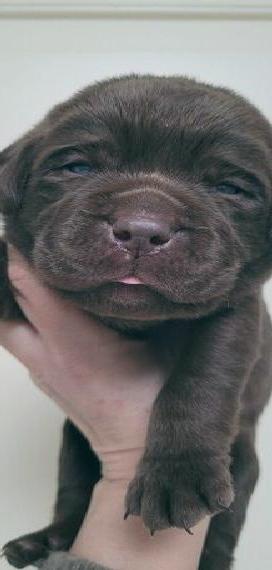 Labrador Welpen in schoko und schwarz