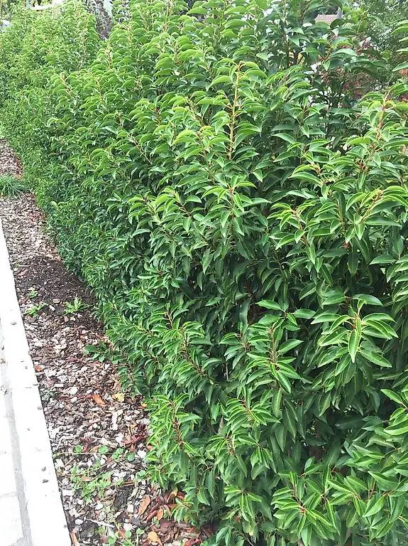 Portugiesischer Kirschlorbeer 200-225cm