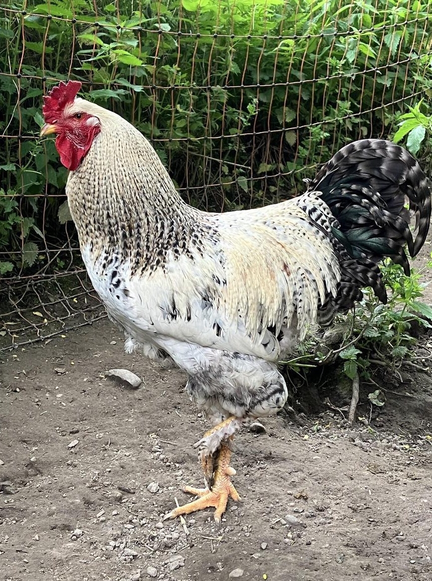 Brahma Hahn sucht neuen Wirkungskreis