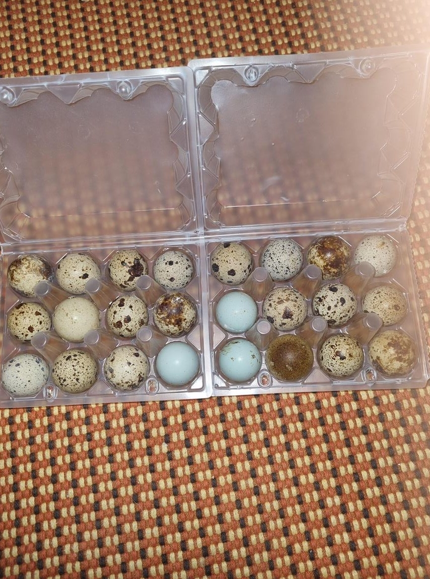 Wachteleier zum Ausbrüten zu verkaufen