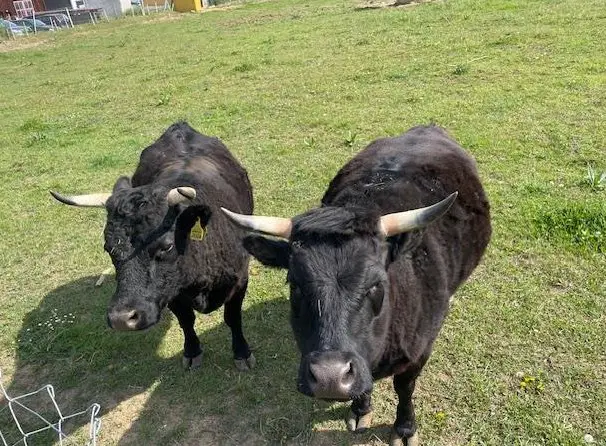 2 Dexter Rinder suchen guten Platz
