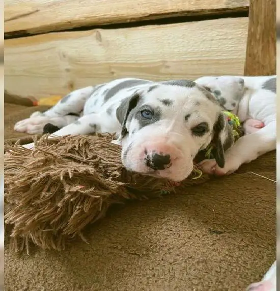 Deutsche Dogge Hündin ab 14.03. abzugeben