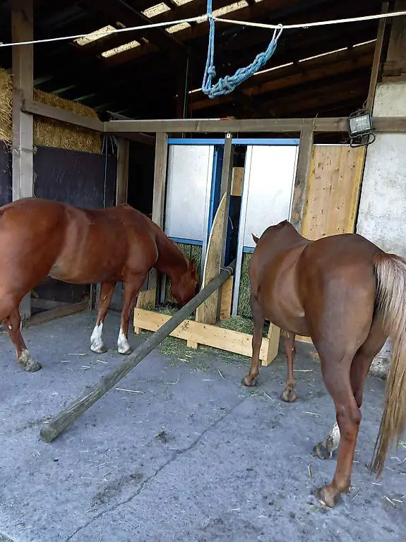 Heuautomat für 2 Pferde