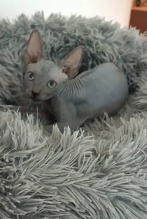 sphynx babies schöne blaue und schwarze