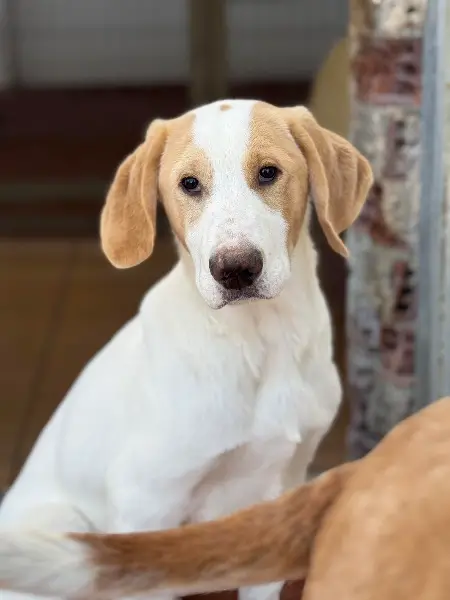 Monty: Mischlingsrüde, ca. 1 Jahr alt, z.z.t in Griechenland