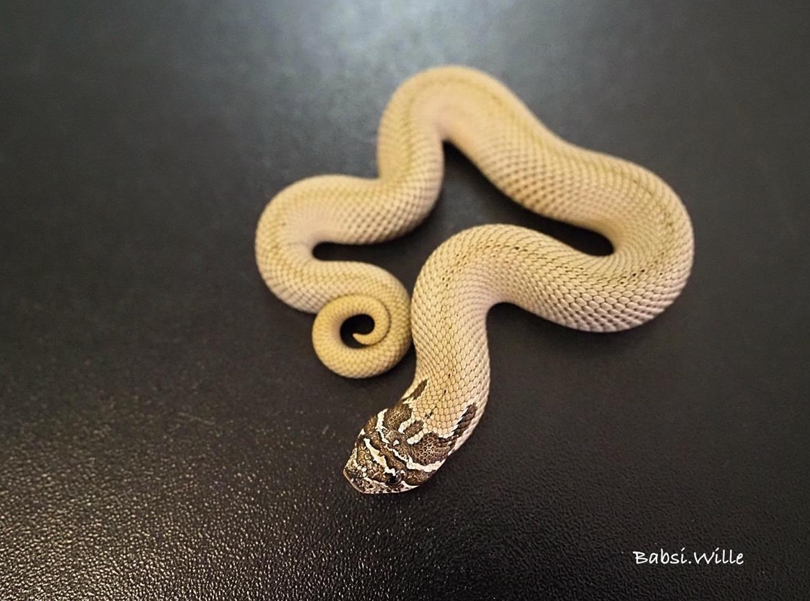 Hakennasennatter Superconda