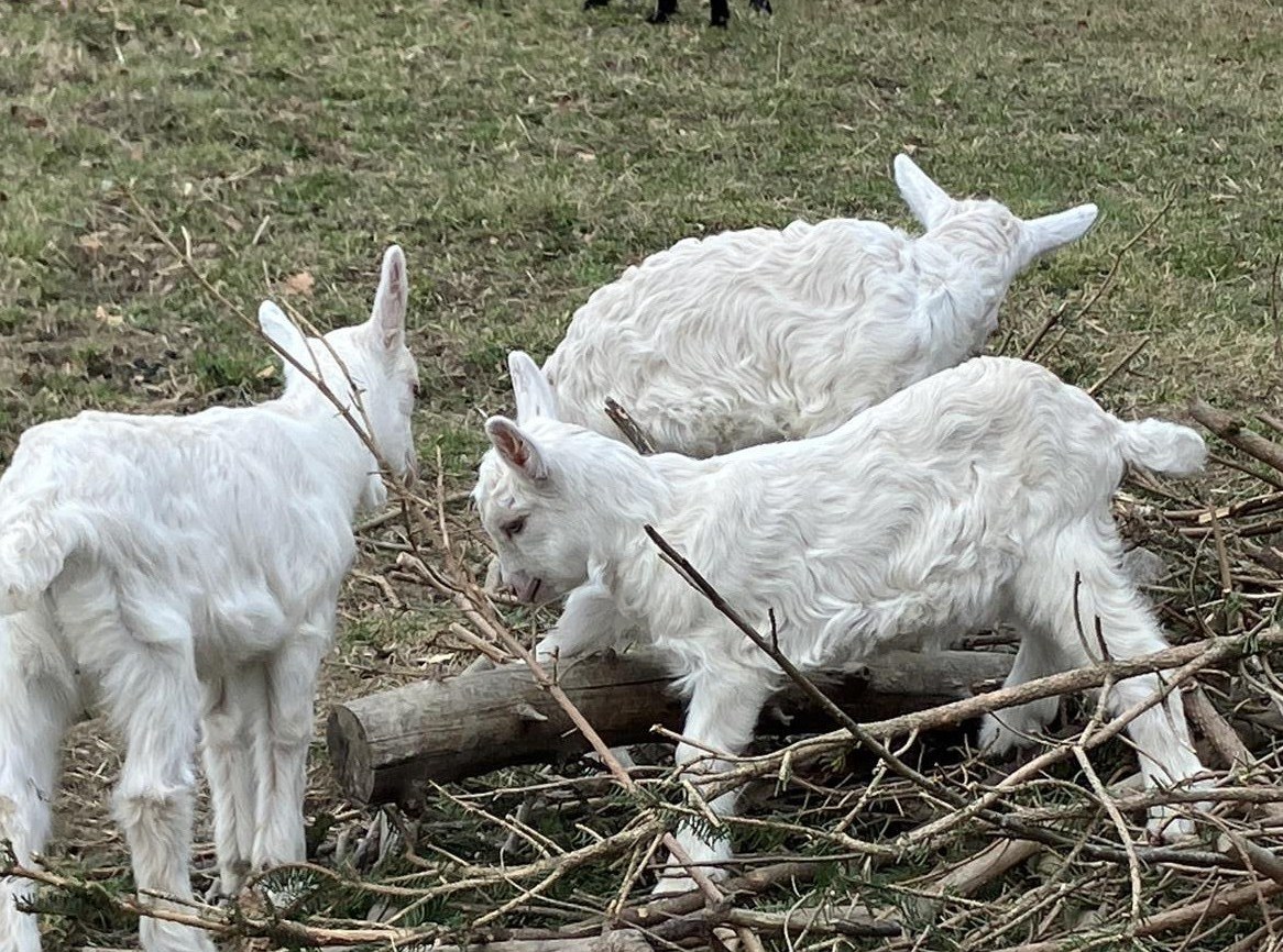 Appenzeller Mix Gitzi, mit Hörnern