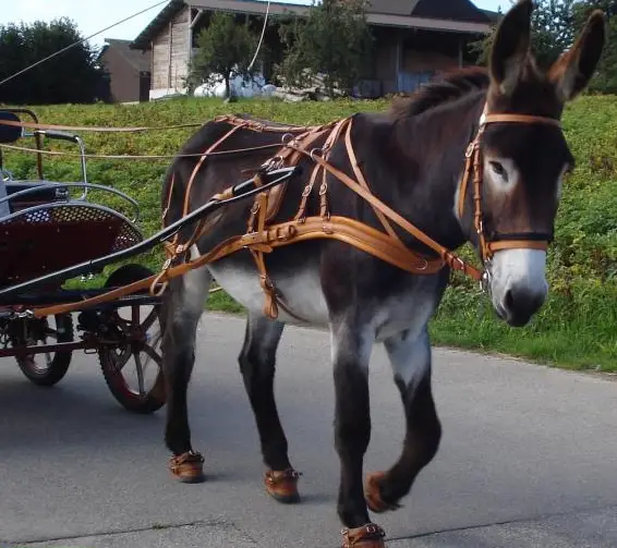 Leder Fahrgeschirr für Grossesel, CH Handarbeit