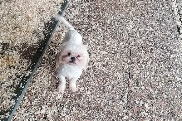 Shih Tzu Ruede im Canile Lager