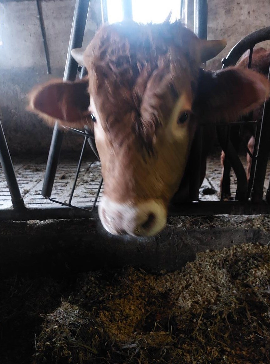 Limousin Jungstier, 10 Monate