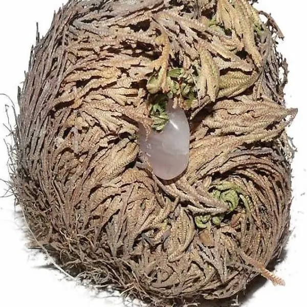  Rose von Jericho mit Rosenquarz