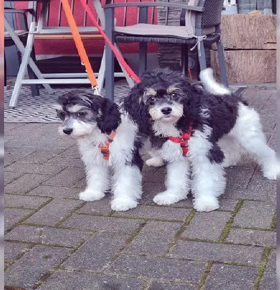 Cavapoo Zwergpudel Pudel F2 Welpen