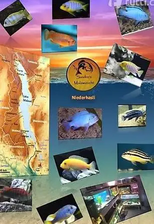 Mbunas aus Hobbyzucht, Malawi Buntbarsche