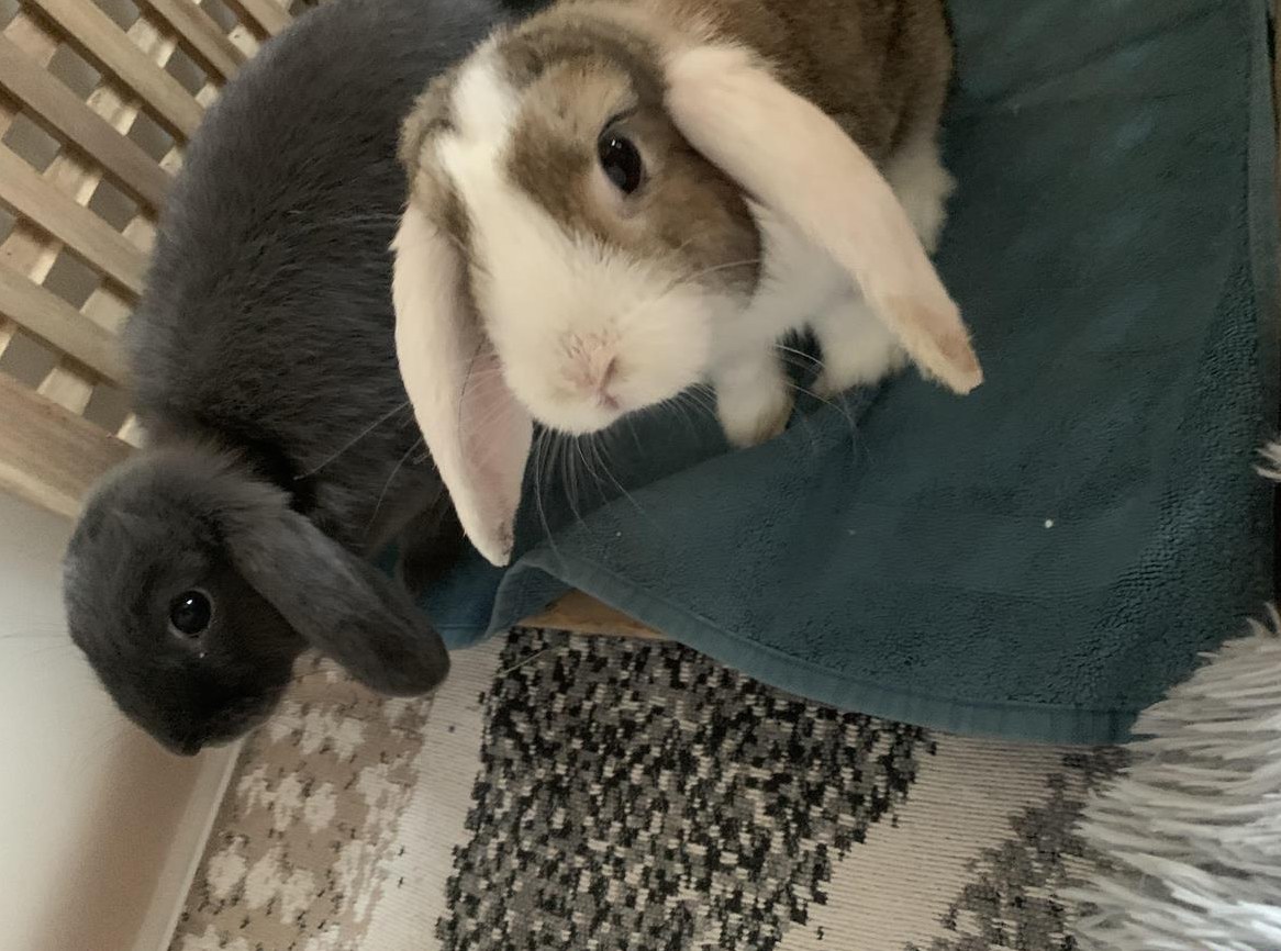 Zwergwidder Kaninchen suchen neues Zuhause