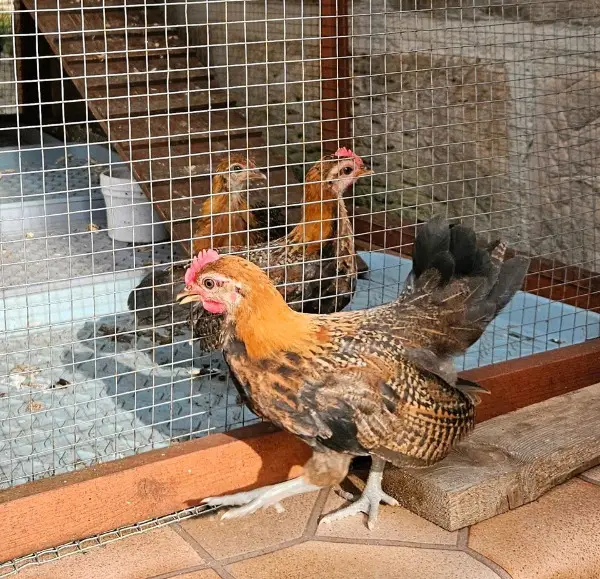 Zwerghahn Gockel Hahn