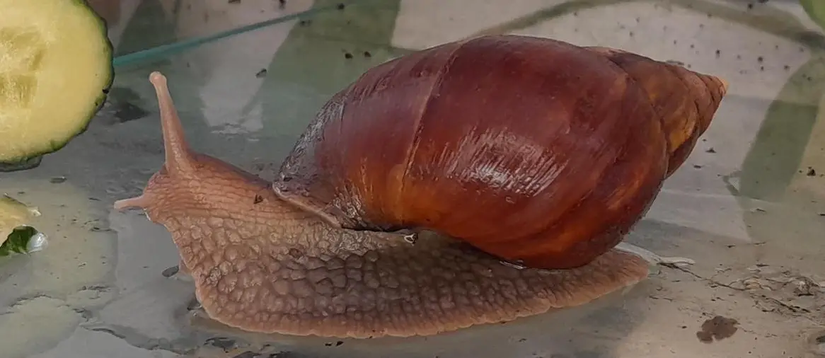 Achatina fulica, weisse Jungschnecken, 3 Alttiere