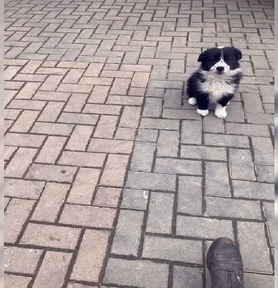 Border Collie Welpen