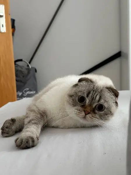Scottish Fold Kater