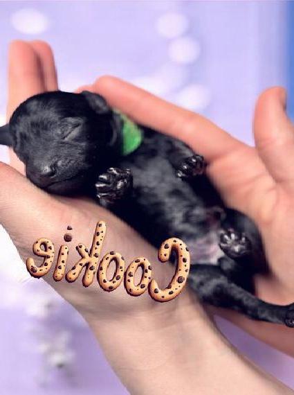 ZwergToypudel Welpen