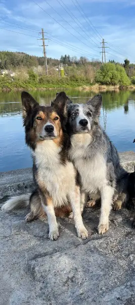Border Collie Deckrüde