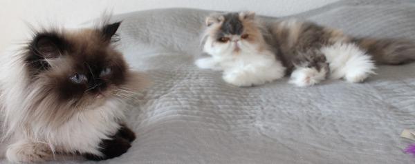 Perserkatzen (Notfall Katzen )