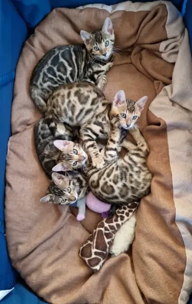 Bengalkittchen