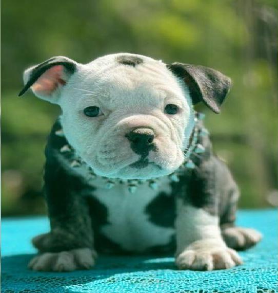 OEB Bulldoggen Babys sind auf der Suche