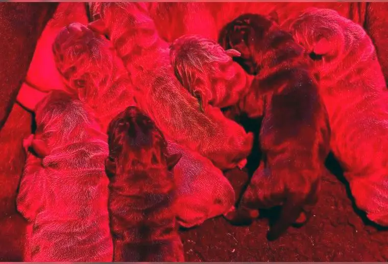 Mastino Napoletano Welpen (VDH)