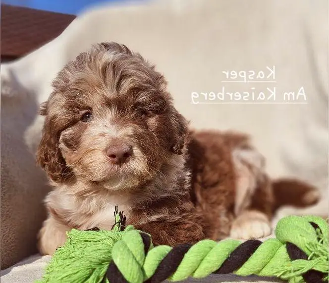 Miniature Aussi- Doodle Welpen