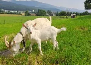 Saanenziegen Gitzi von KB Ziegenbock