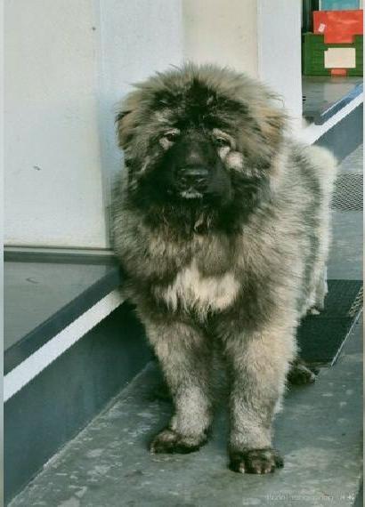 Kaukasische Owtscharka - Jungtier mit Top-Stammbaum abzugeben